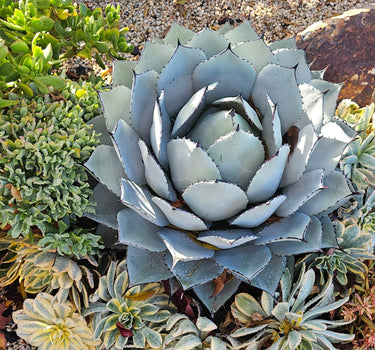 Close-up of Agave Parryi Truncata succulent with blue-green rosettes resembling a desert sculpture
