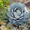 ❄️🗿 Agave Parryi Truncata – The Desert Sculpture You Didn't Know You Needed 🗿❄️ - small - Wild Wonders Oasis