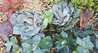 ❄️🗿 Agave Parryi Truncata – The Desert Sculpture You Didn't Know You Needed 🗿❄️ - small - Wild Wonders Oasis