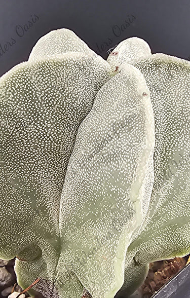 Close-up of Astrophytum Myriostigma cactus with five ribbed shape and white speckles in 2-inch pot