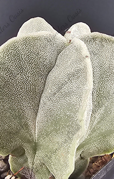 Close-up of Astrophytum Myriostigma cactus with five ribbed shape and white speckles in 2-inch pot