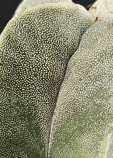 🌟🪐 Astrophytum Myriostigma  – The Star of the Desert Show 🪐🌟 (2"-5") - Wild Wonders Oasis