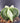 🌟🧼 Astrophytum Myriostigma Nudum – The Smooth Operator of the Cactus World 🧼🌟 (Small) - Wild Wonders Oasis