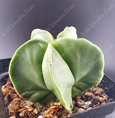 Astrophytum Myriostigma Nudum smooth spine-free glossy green cactus in star shape under bright sun