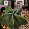 Astrophytum Myriostigma Nudum smooth, spine-free star-shaped cactus with glossy green skin in bright sunlight