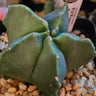 Astrophytum Myriostigma Nudum smooth, spine-free star-shaped cactus with glossy green skin thriving in bright sun