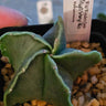 Astrophytum Myriostigma Nudum smooth spine-free star-shaped green cactus in bright sunlight