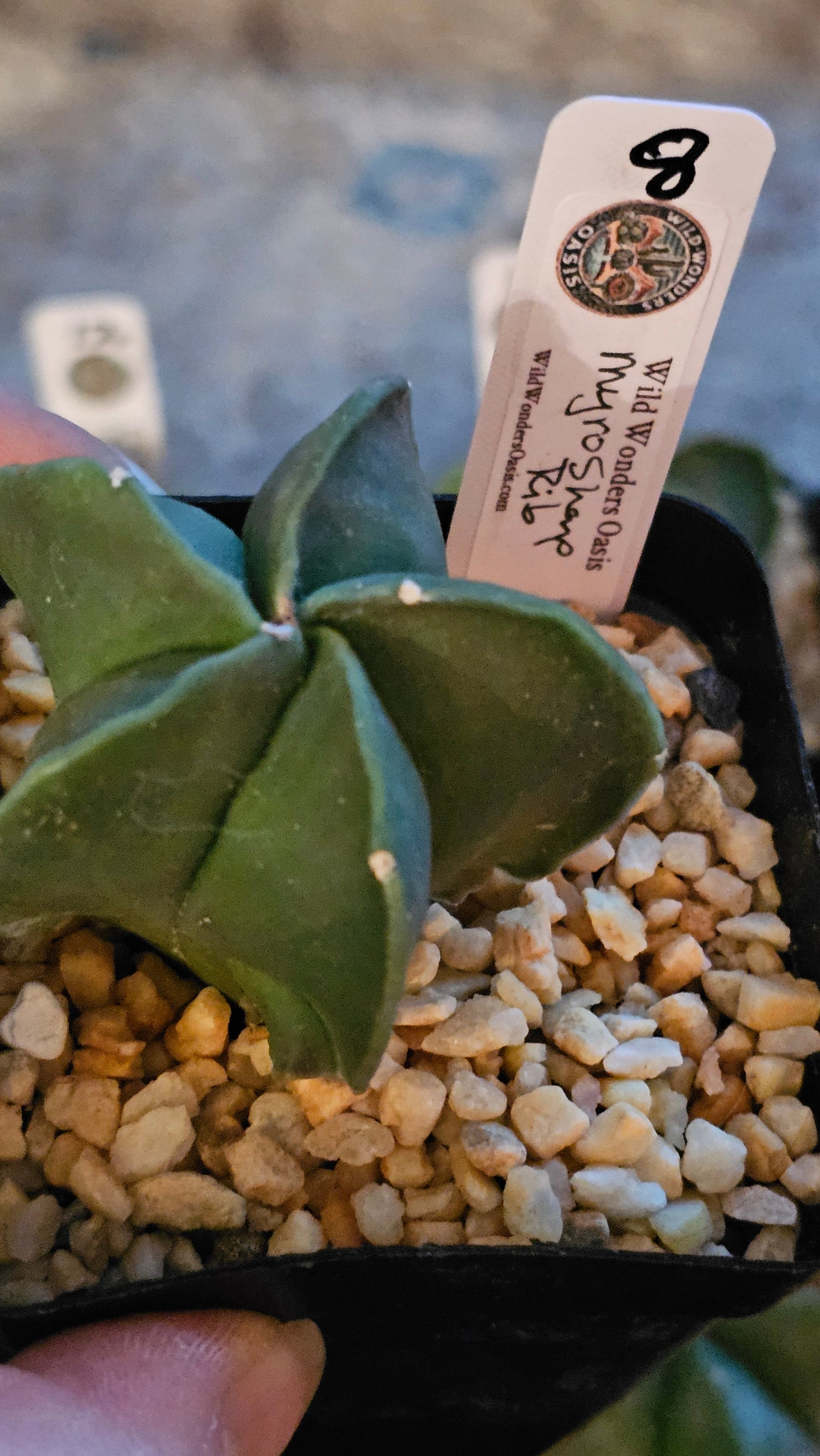 Astrophytum Myriostigma Nudum – The Smooth Operator of The Cactus World (Small)-15