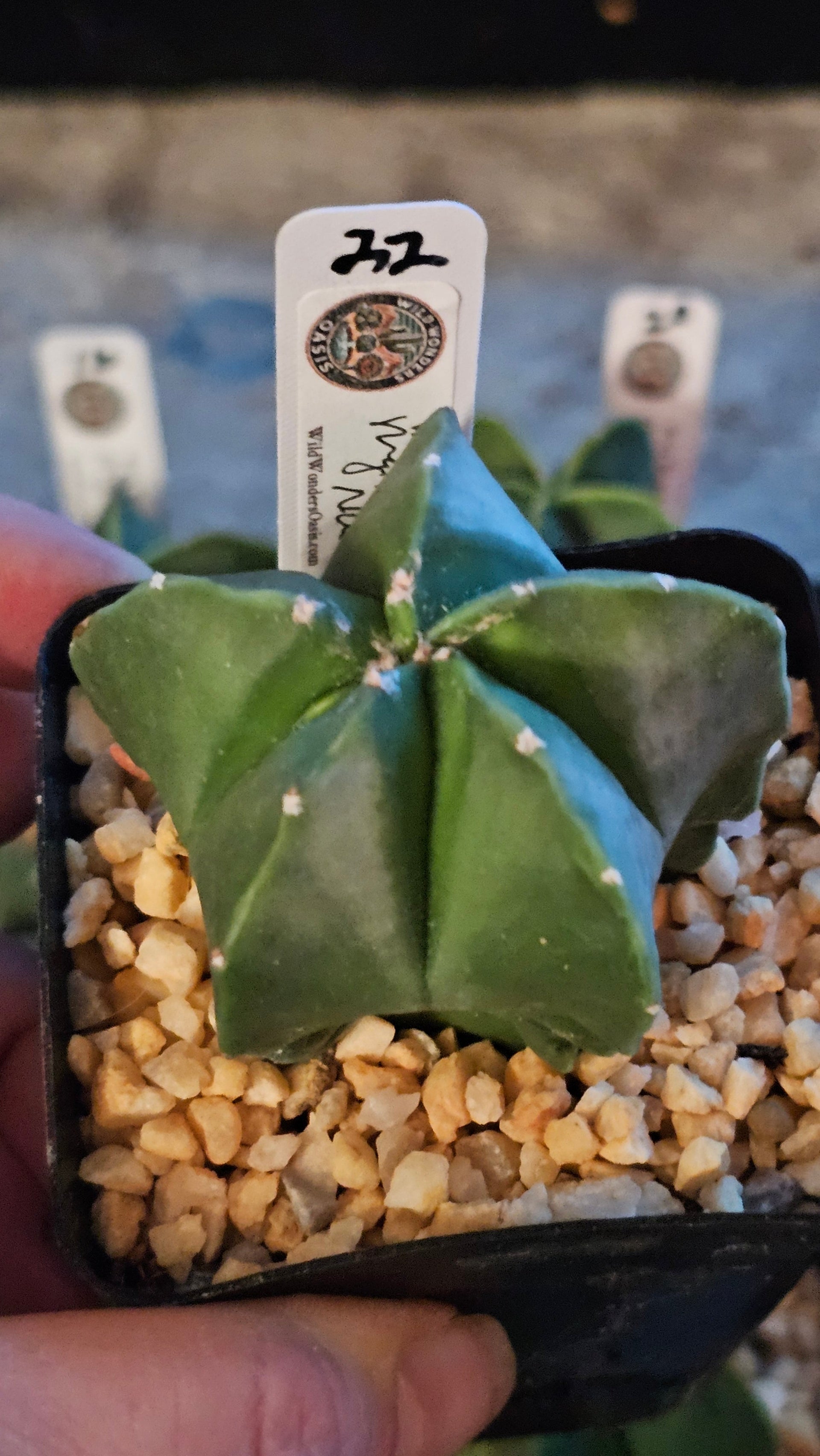 🌟🧼 Astrophytum Myriostigma Nudum – The Smooth Operator of the Cactus  World 🧼🌟 (Small)