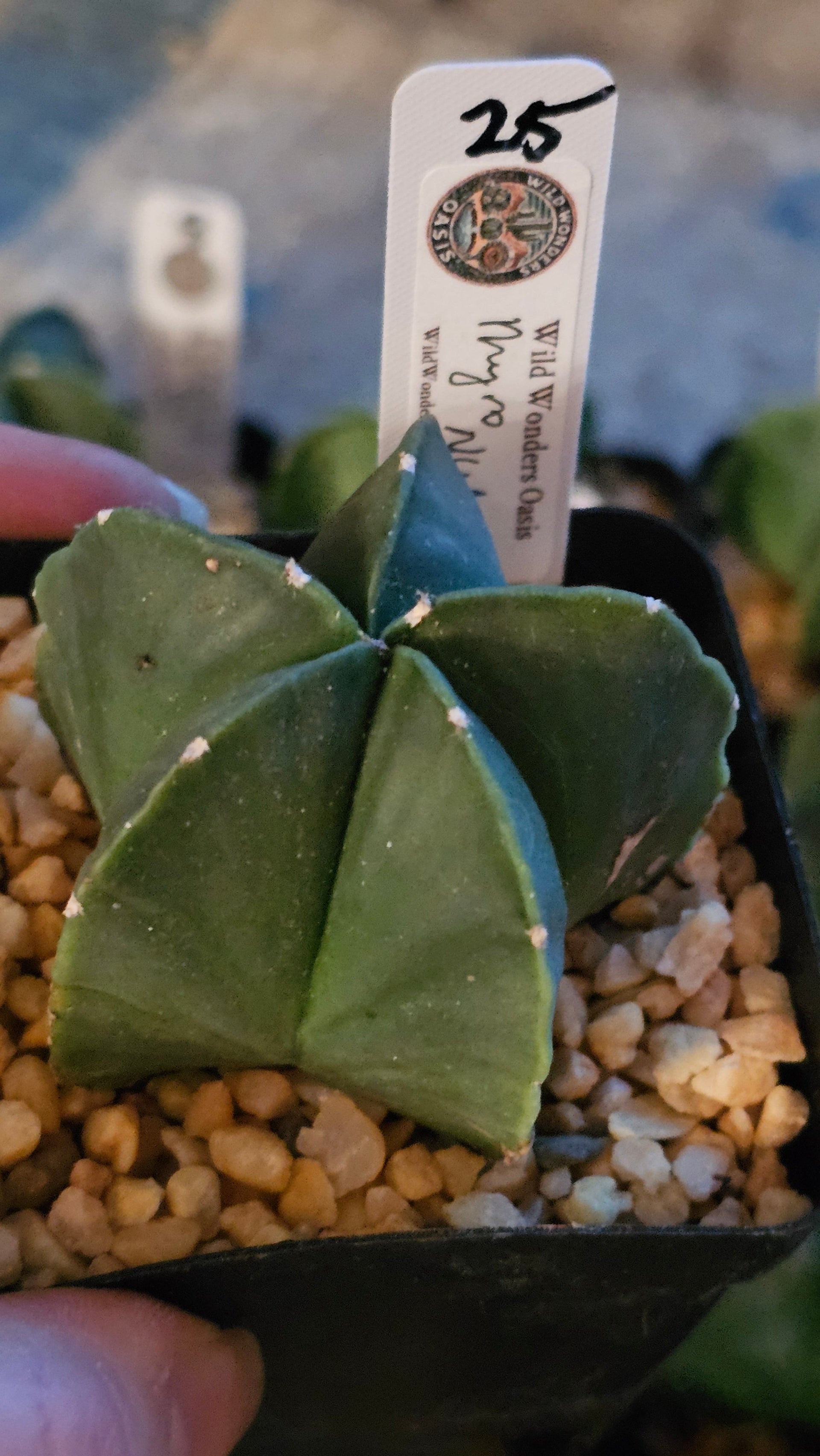 Astrophytum Myriostigma Nudum – The Smooth Operator of The Cactus World (Small)-15