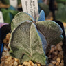 Astrophytum Myriostigma cactus with five ribs and white speckles in a 2-inch pot