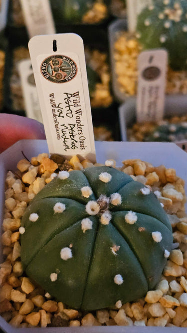 Astrophytum ‘Nudum’ smooth spineless green cactus with star-like ribs in a 2-inch planter