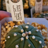 🪐🌿 Astrophytum ‘Nudum’ – The Sleek Minimalist of the Cactus Galaxy 🌿🪐 - Wild Wonders Oasis