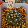 🌟🌵 Astrophytum  – The Star of the Succulent World 🌵🌟 - Wild Wonders Oasis