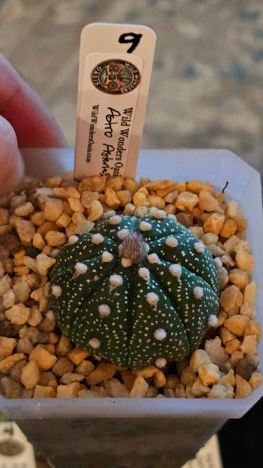 🌟🌵 Astrophytum  – The Star of the Succulent World 🌵🌟 - Wild Wonders Oasis