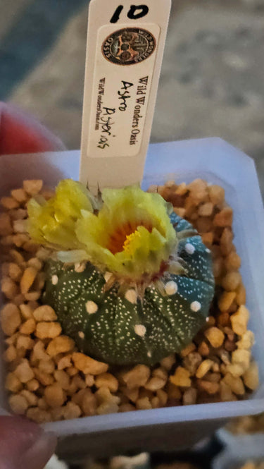 Astrophytum spineless star-shaped succulent with white flecks in a 2-inch pot
