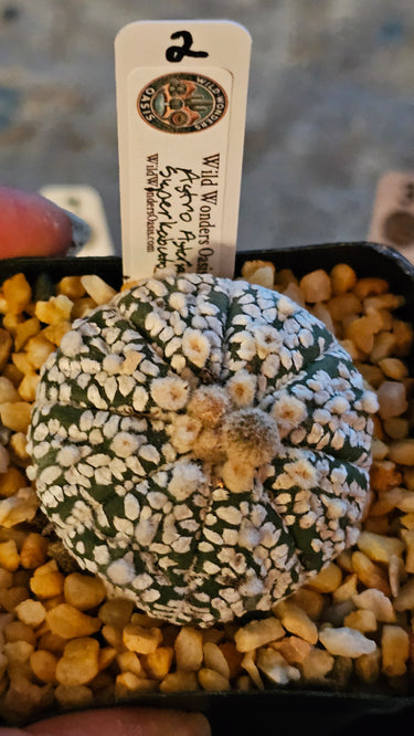 🌌⭐ Astrophytum V-Type ‘Superkabuto’ – The Celestial Collector’s Crown Jewel ⭐🌌 - Wild Wonders Oasis