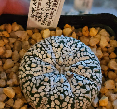 Astrophytum V-Type Superkabuto cactus with symmetrical V-patterned ribs and white flecks in a 2-inch pot