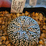🌌⭐ Astrophytum V-Type ‘Superkabuto’ – The Celestial Collector’s Crown Jewel ⭐🌌 - Wild Wonders Oasis