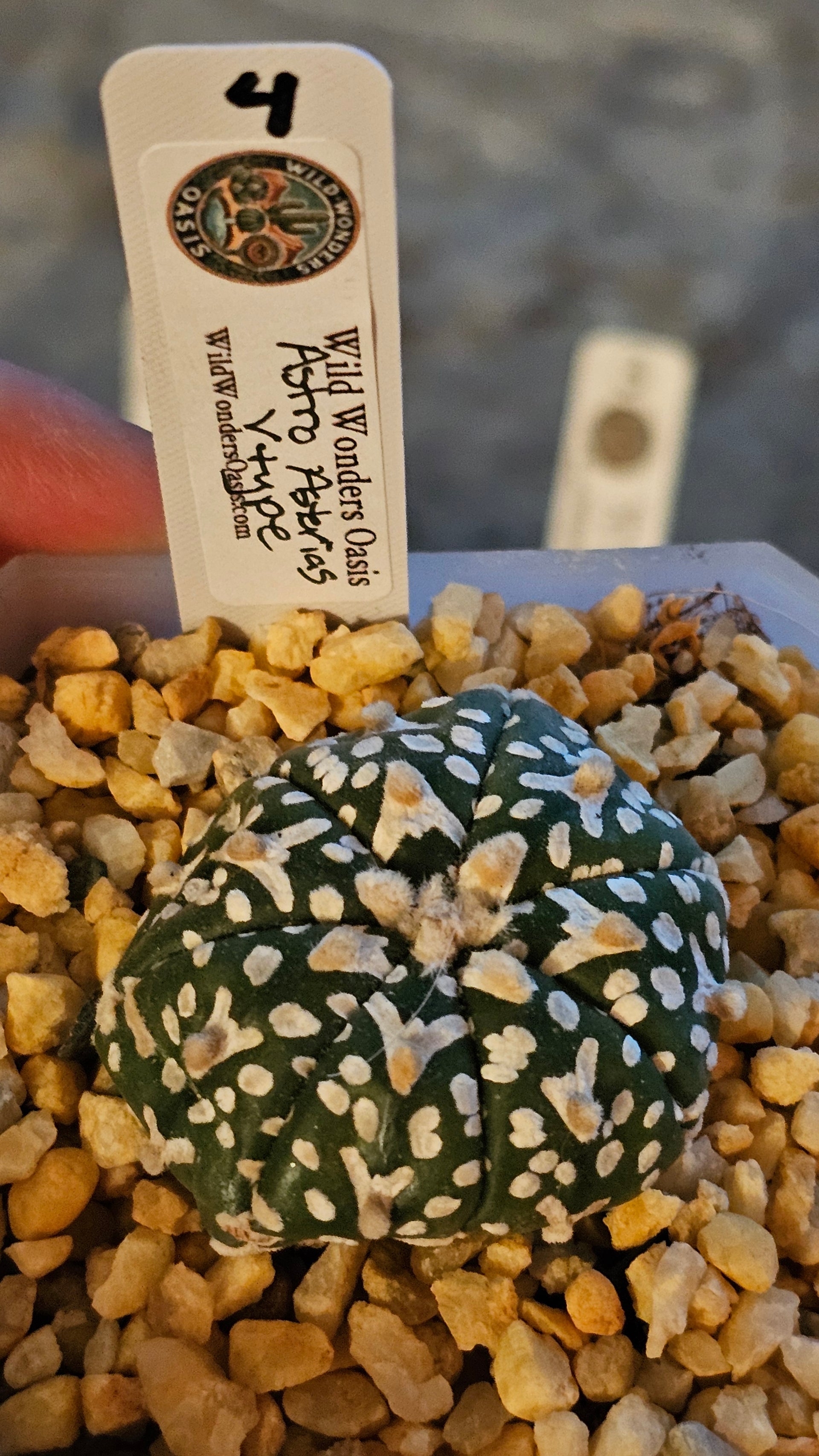 🌟🛸 Astrophytum V-Type – The Space Cactus With Style 🛸🌟 – Wild Wonders  Oasis