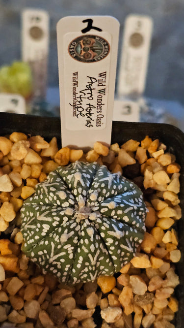 🌟🛸 Astrophytum V-Type – The Space Cactus With Style 🛸🌟 - Wild Wonders Oasis