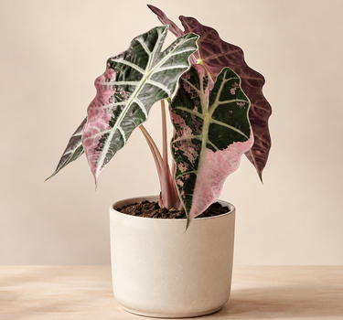 Alocasia 'Polly' Pink Variegated – Rare Pink-Splashed Elephant Ear 💗🌿