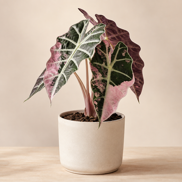 Alocasia 'Polly' Pink Variegated – Rare Pink-Splashed Elephant Ear 💗🌿