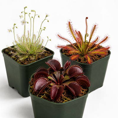 Gnat Slayer Starter Pack with Venus Flytrap and Drosera plants against fungus gnats