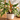 Philodendron 'Ring of Fire'
