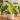 Philodendron 'Golden Saw'