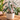 Alocasia 'Bambino Arrow' Pink Albo Variegated