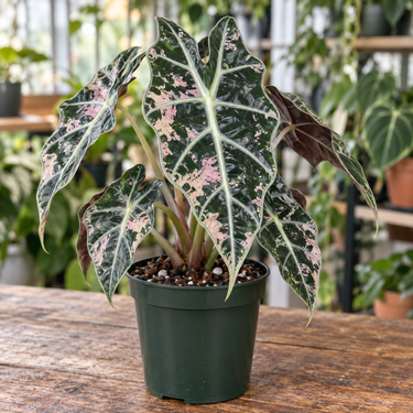 Alocasia × Amazonica 'Polly' Pink Snowflake Variegated