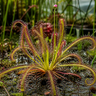 Drosera capensis ‘Octopus’ long-tentacled carnivorous sundew with glistening sticky leaves catching insects