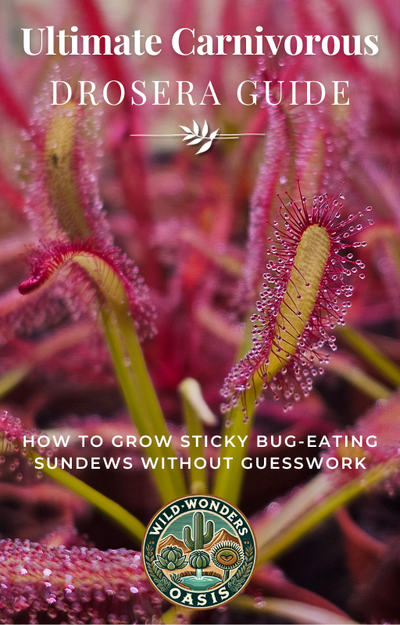 Cover of The Ultimate Drosera Plant Guide digital download for carnivorous plant care and sundew growing tips