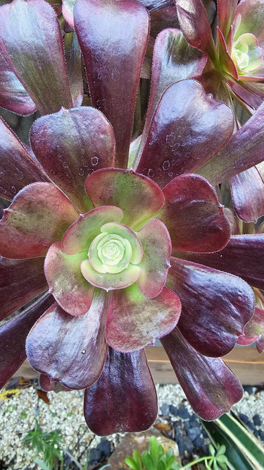 Cupid Aeonium succulent with pink-edged green rosette leaves thriving in bright sunlight