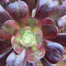 💘 Cupid Aeonium - The Succulent That'll Steal Your Heart! 💘 - Wild Wonders Oasis