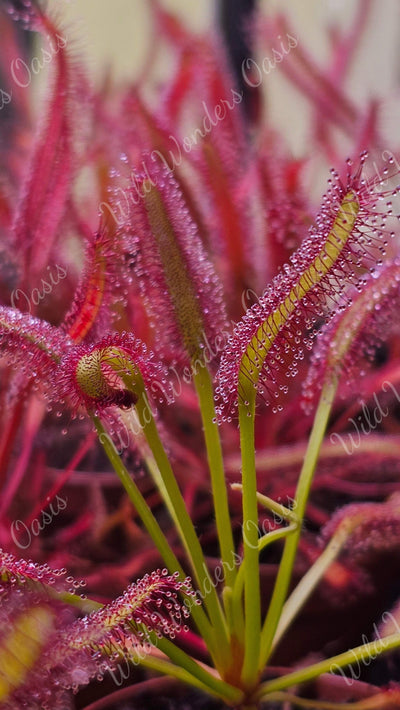 Drosera Capensis carnivorous plant with glittery sticky leaves trapping insects in bright sunlight