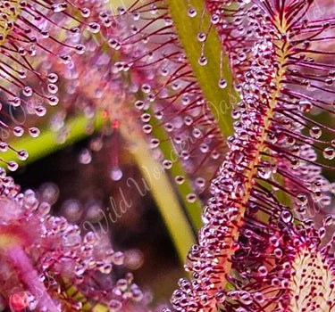 Drosera Capensis carnivorous plant with sparkling sticky tentacles catching insects