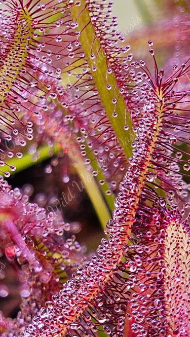 Drosera Capensis carnivorous plant with sparkling sticky tentacles catching insects