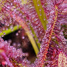 ✨🌿 Drosera Capensis – The Sparkly Assassin of the Plant World! ✨🌿 (Medium) - Wild Wonders Oasis
