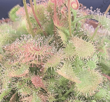 Close-up of Drosera Spatulata with tiny, dew-covered spoon-shaped leaves capturing bugs