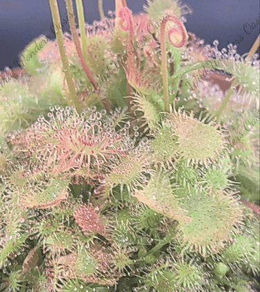 Close-up of Drosera Spatulata with tiny, dew-covered spoon-shaped leaves capturing bugs