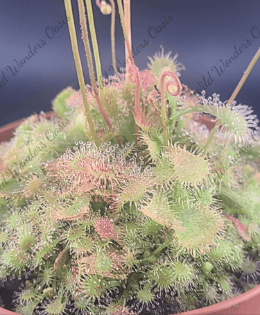 🌿 Drosera Spatulata – Tiny, Dewy, and Deadly (to Bugs!) ✨ - Wild Wonders Oasis