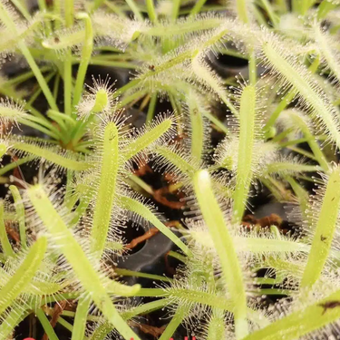 Drosera Capensis 'Alba' with pale green leaves and white tentacles covered in crystal-clear dew droplets