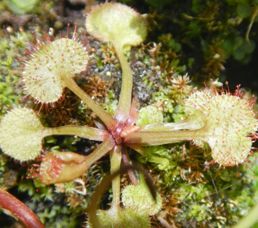 Drosera prolifera Queensland Sundew with green rosettes and sticky dew capturing insects