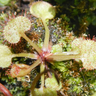 Drosera prolifera Queensland Sundew with green rosettes and sticky dew capturing insects