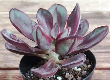 Echeveria ‘Benitukasa’ succulent with pastel minty-lavender and pink rosettes resembling a sunset glow