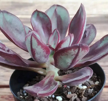 Echeveria ‘Benitukasa’ succulent with pastel minty-lavender and pink rosettes resembling a sunset glow