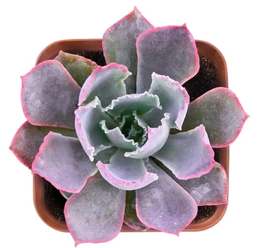Echeveria ‘Neon Breaker’ succulent with ruffled lavender leaves and hot pink edges in a 4-inch pot