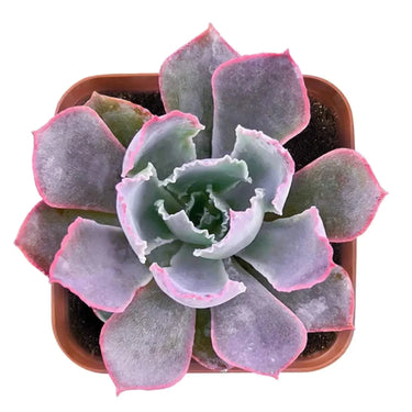 Echeveria ‘Neon Breaker’ succulent with ruffled lavender leaves and hot pink edges in a 4-inch pot